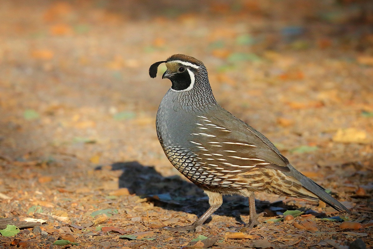 Quail on the Trail
